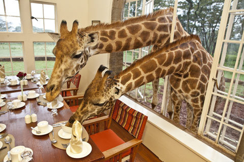 Café girafe