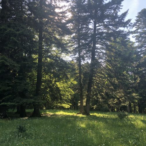 Forêt ensoleillée Chaumont formation Vincent Delfosse